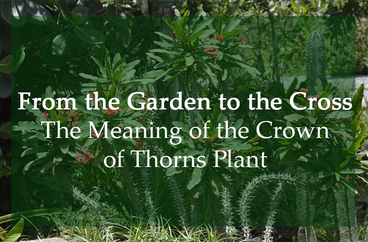 From the Garden to the Cross: The Meaning of the Crown of Thorns Plant